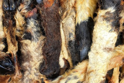 Lamb feet with fur