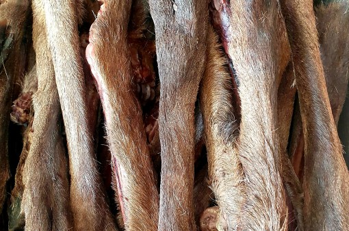 Deer leg with fur