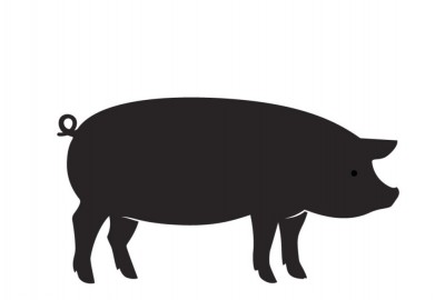 Pig